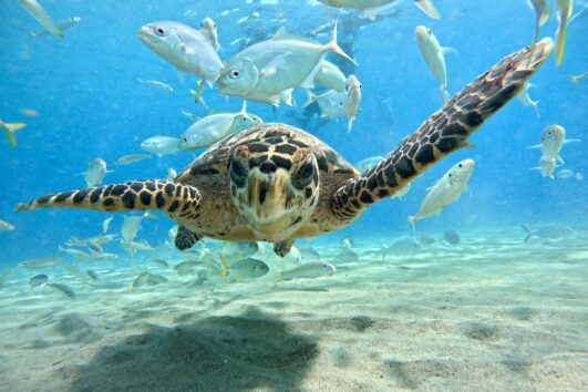 Swimming with the sea turtles and Beach